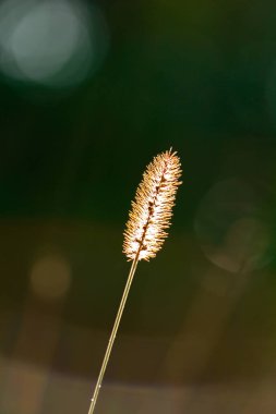 Gün batımında kuru çim tarlası Gün batımında güzel bir doğada.
