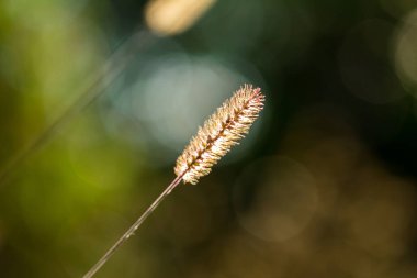 Gün batımında kuru çim tarlası Gün batımında güzel bir doğada.