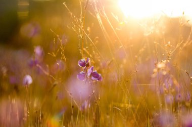 Utricularia delphinioides, Wong Suoi 'de bir böcek bitkisidir. Bitki familyasından olmak ister. Çiçekler koyu mor bir buket..