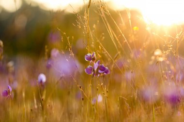 Utricularia delphinioides, Wong Suoi 'de bir böcek bitkisidir. Bitki familyasından olmak ister. Çiçekler koyu mor bir buket..