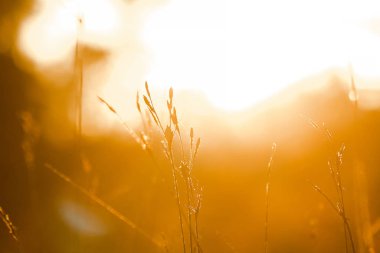 Gün batımında kuru çim tarlası Gün batımında güzel bir doğada.