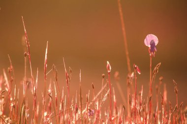 Utricularia delphinioides, Wong Suoi 'de bir böcek bitkisidir. Bitki familyasından olmak ister. Çiçekler koyu mor bir buket..