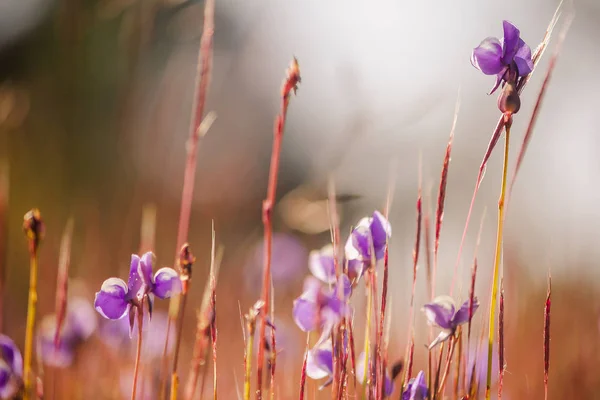 Utricularia Delphinioides Est Une Plante Insectivore Famille Wong Suoi Veux — Photo