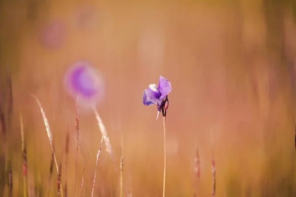 Utricularia Delphinioides Является Насекомоядным Растением Семье Wong Suoi Wanna Травянистое — стоковое фото