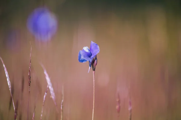 Utricularia Delphinioides Является Насекомоядным Растением Семье Wong Suoi Wanna Травянистое — стоковое фото