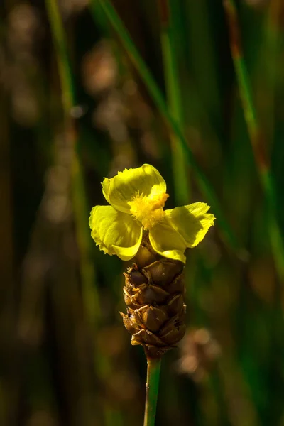 Lentibulariaceae Rovarevő Növény Sárga Vadvirágok Kis Csomókként Nőnek Fel Magasak — Stock Fotó