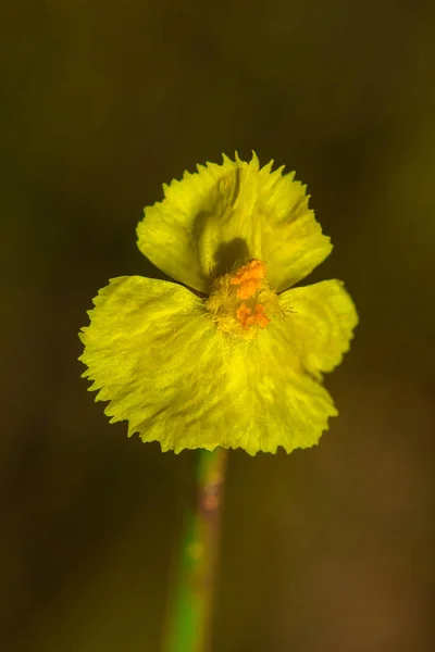 Lentibulariaceae Jest Rośliną Owadożerną Żółte Dzikie Kwiaty Dorastające Jako Małe — Zdjęcie stockowe