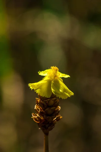 Lentibulariaceae Rovarevő Növény Sárga Vadvirágok Kis Csomókként Nőnek Fel Magasak — Stock Fotó