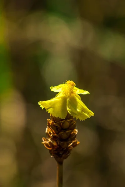 Lentibulariaceae Jest Rośliną Owadożerną Żółte Dzikie Kwiaty Dorastające Jako Małe — Zdjęcie stockowe