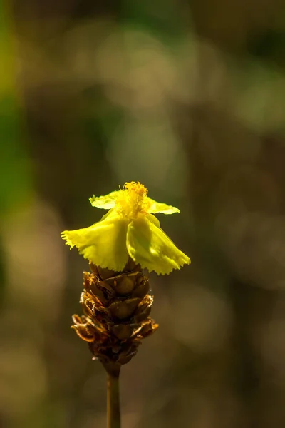 Lentibulariaceae Jest Rośliną Owadożerną Żółte Dzikie Kwiaty Dorastające Jako Małe — Zdjęcie stockowe