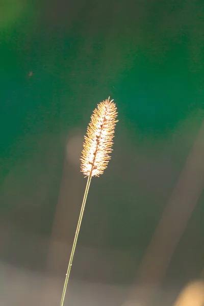Torrt Gräs Fält Solnedgången Solljus Vacker Natur — Stockfoto