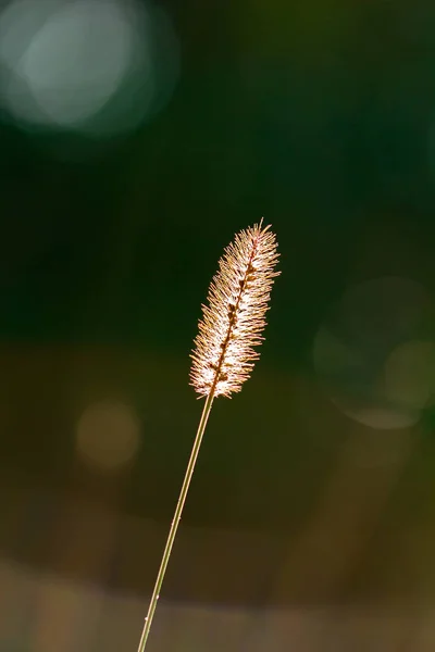 Campo Grama Seca Pôr Sol Luz Solar Bela Natureza — Fotografia de Stock