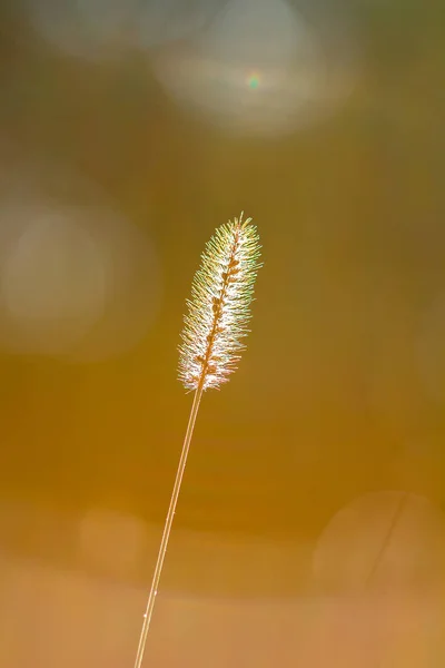 Сухая Трава Поле Закате Солнечный Свет Красивой Природе — стоковое фото