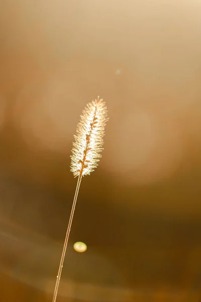 Torrt Gräs Fält Solnedgången Solljus Vacker Natur — Stockfoto