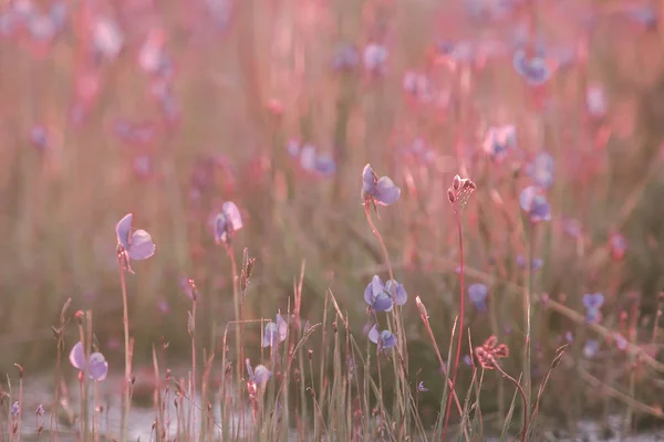 Utricularia Delphinioides Est Une Plante Insectivore Famille Wong Suoi Veux — Photo