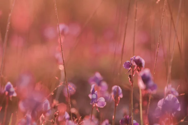 Utricularia Delphinioides Является Насекомоядным Растением Семье Wong Suoi Wanna Травянистое — стоковое фото