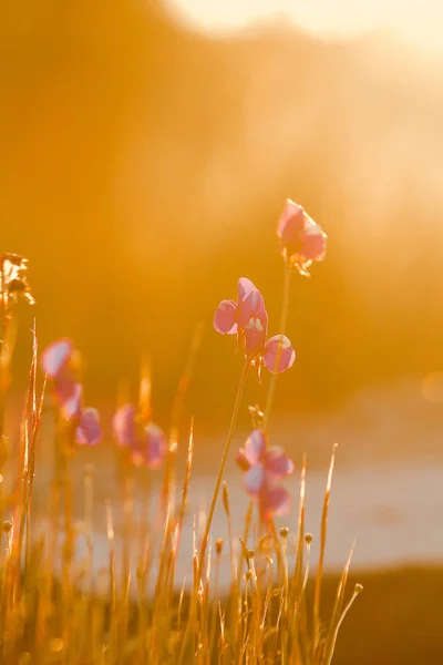 Utricularia Delphinioides Является Насекомоядным Растением Семье Wong Suoi Wanna Травянистое — стоковое фото