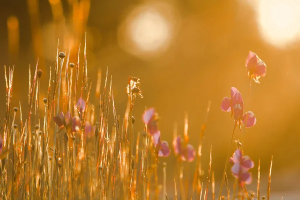 Utricularia Delphinioides Est Une Plante Insectivore Famille Wong Suoi Veux — Photo