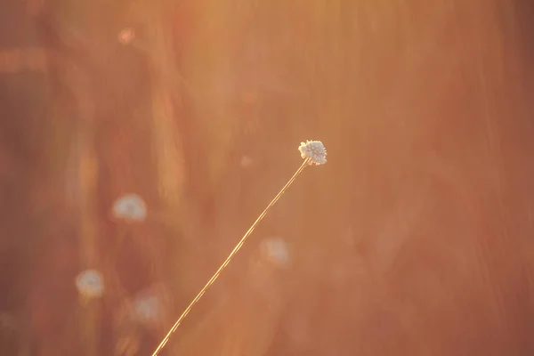 Melampodium Canthum Напочвенный Покров Маленькие Цветы Сгруппированы Плотные Скопления Белых — стоковое фото