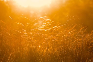 Gün batımında kuru çim tarlası Gün batımında güzel bir doğada.