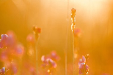 Utricularia delphinioides, Wong Suoi 'de bir böcek bitkisidir. Bitki familyasından olmak ister. Çiçekler koyu mor bir buket..