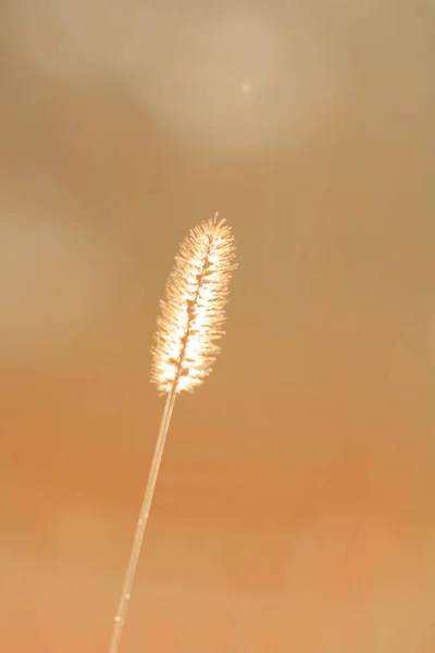 Droog Grasveld Zonsondergang Zonlicht Prachtige Natuur — Stockfoto