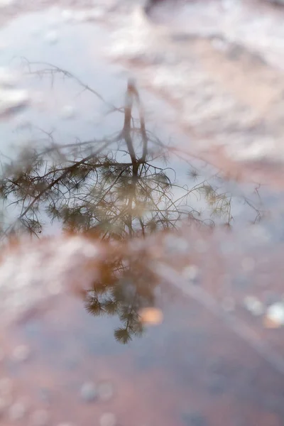 Riflesso Pini Nell Acqua Sulla Roccia — Foto Stock