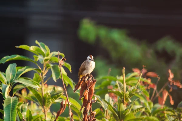 Bulbul Żółtawy Gałęzi Bulbul Żółtawy Lubi Żyć Świeżym Powietrzu — Zdjęcie stockowe