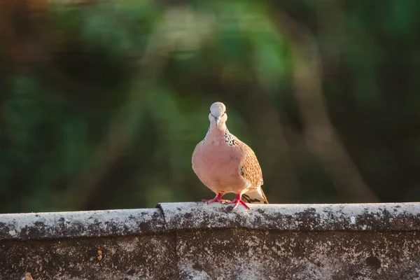 Spiloperia Chinensisは屋根の上にあり Spiloperia Chinensisはかわいい 繁殖しやすい鳥です — ストック写真