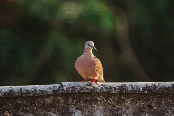 Spiloperia Chinensisは屋根の上にあり Spiloperia Chinensisはかわいい 繁殖しやすい鳥です — ストック写真