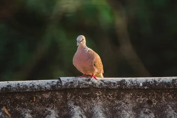 Spiloperia Chinensisは屋根の上にあり Spiloperia Chinensisはかわいい 繁殖しやすい鳥です — ストック写真