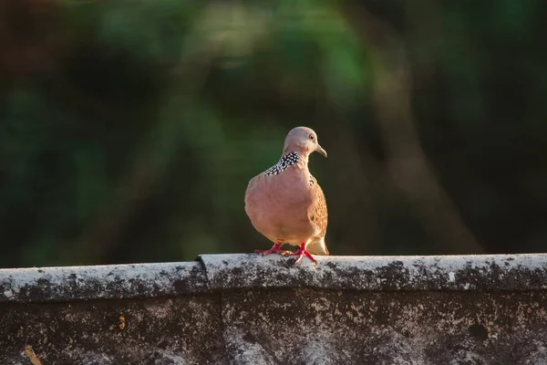 Spiloperia Chinensisは屋根の上にあり Spiloperia Chinensisはかわいい 繁殖しやすい鳥です — ストック写真