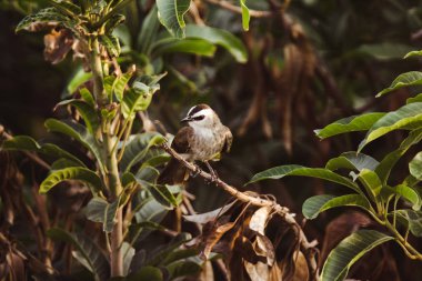 Bir dalda sarı havalandırmalı Bulbul Ve sarı havalandırmalı Bulbul açık havada yaşamayı sever