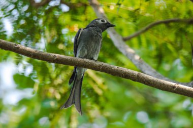 Ashy Drongo bir dalda, Ashy Drongo balık kuyruğu gibidir. Kürk griden griye kadar değişiyor..