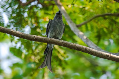 Ashy Drongo bir dalda, Ashy Drongo balık kuyruğu gibidir. Kürk griden griye kadar değişiyor..