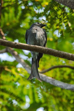 Ashy Drongo bir dalda, Ashy Drongo balık kuyruğu gibidir. Kürk griden griye kadar değişiyor..