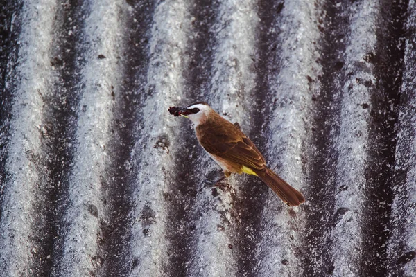 Yellow Vented Bulbul Pycnonotus Goiavier Roof Yellow Vented Bulbul Native — Stock Photo, Image