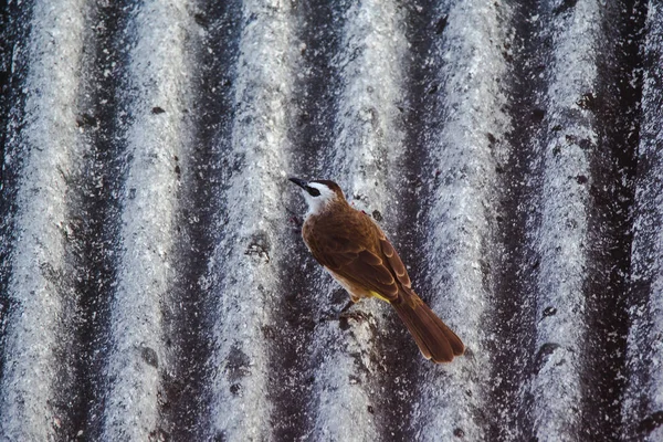 Yellow Vented Bulbul Pycnonotus Goiavier Roof Yellow Vented Bulbul Native — Stock Photo, Image