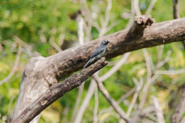 Ashy Drongo bir dalda, Ashy Drongo balık kuyruğu gibidir. Kürk griden griye kadar değişiyor..