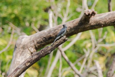 Ashy Drongo bir dalda, Ashy Drongo balık kuyruğu gibidir. Kürk griden griye kadar değişiyor..