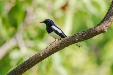 Oriental Magpie Robin bir dalda, Oriental Magpie Robin ise böcek yiyen bir kuş. Parlak siyah bir vücutta