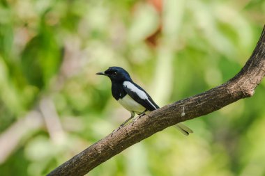 Oriental Magpie Robin bir dalda, Oriental Magpie Robin ise böcek yiyen bir kuş. Parlak siyah bir vücutta