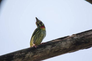 Bir dalda bakır barbet, ağaç deliği kazarak yuva yapan bir kuştur. Çoğu olgun meyve yer.