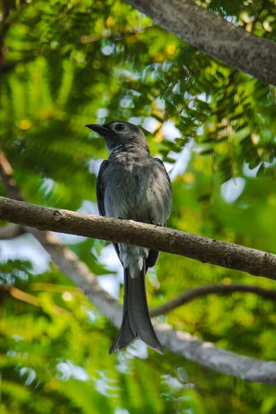 Ashy Drongo Ветке Ashy Drongo Рыбиподобный Хвост Рыбы Меховые Ранчо — стоковое фото