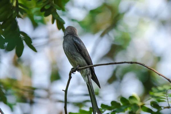 Ashy Drongo Gałęzi Ashy Drongo Jest Rybim Ogonem Ryby Futro — Zdjęcie stockowe