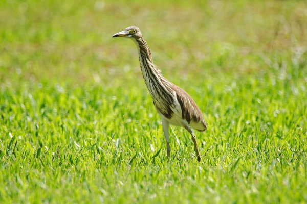 Garza Del Estanque Chino Césped Garza Del Estanque Chino Ardeola — Foto de Stock