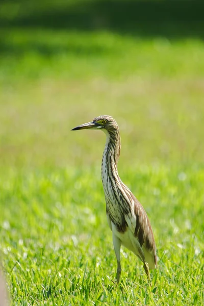 Kinesisk Damm Heron Gräsmattan Kinesisk Damm Heron Ardeola Bacchus Östasiatisk — Stockfoto