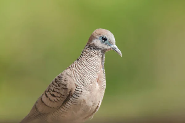 Zebra Dove Natureza Zebra Dove Pertence Gênero Geopelia Striata Pele — Fotografia de Stock