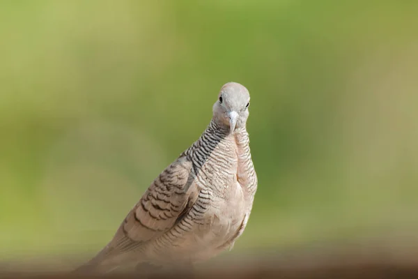 얼룩말 비둘기는 상태에서 필리아 줄무늬 Geopelia Striata 속합니다 머리털은 전역에서 — 스톡 사진