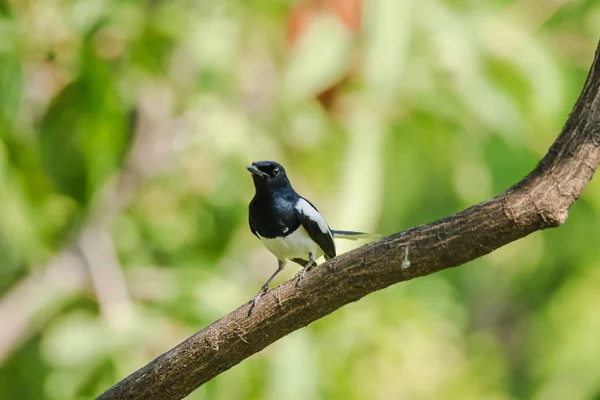 Oriental Magpie Robin Branch Oriental Magpie Robin Bird Eats Insects — Stock Photo, Image